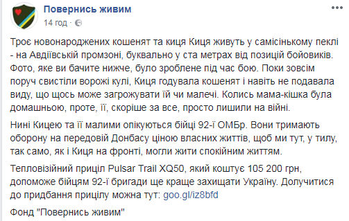 "Живуть в самому пеклі": в мережі показали зворушливе фото пухнастого сімейства на Донбасі