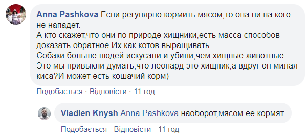 В центре Киева снова заметили леопарда: хищника сняли на видео