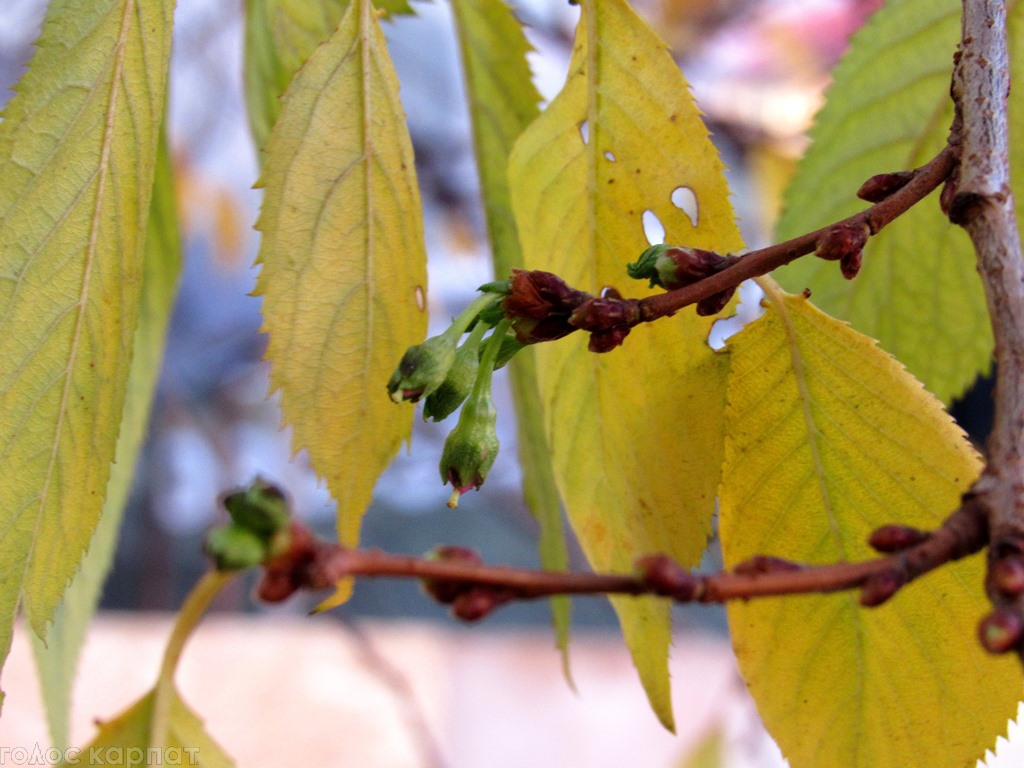 Снова весна: в Мукачево в ноябре зацвела сакура