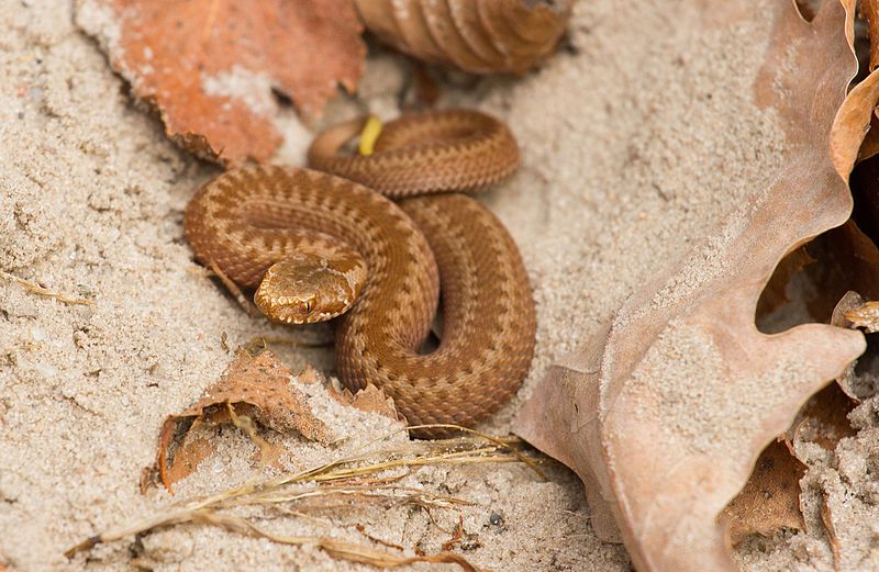 Wikipedia опубликовала лучшие пейзажи Украины