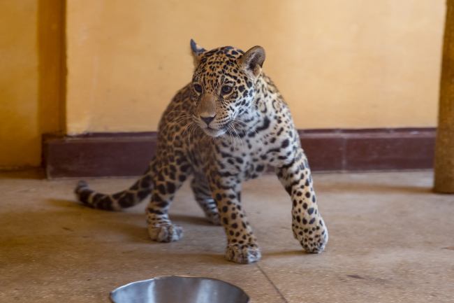 В Харькове поселились трое маленьких ягуаров с важным заданием (фото)