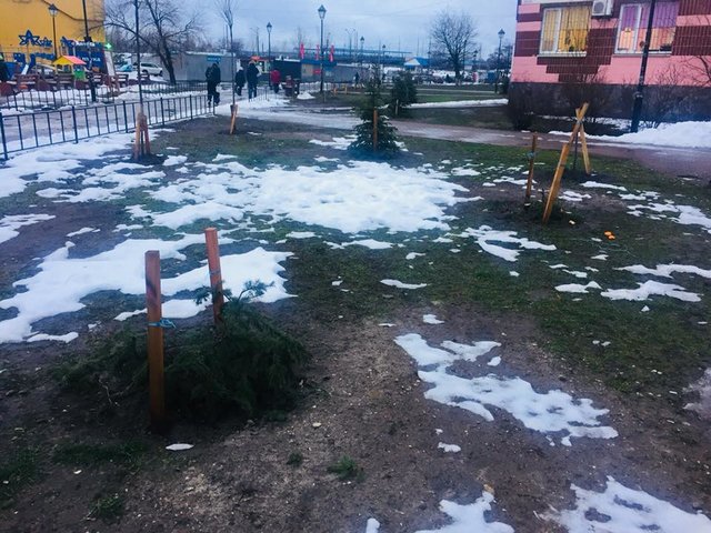Определяйте по запаху: в Киеве вандалы воруют елки из парков и продают их на рынках (фото)
