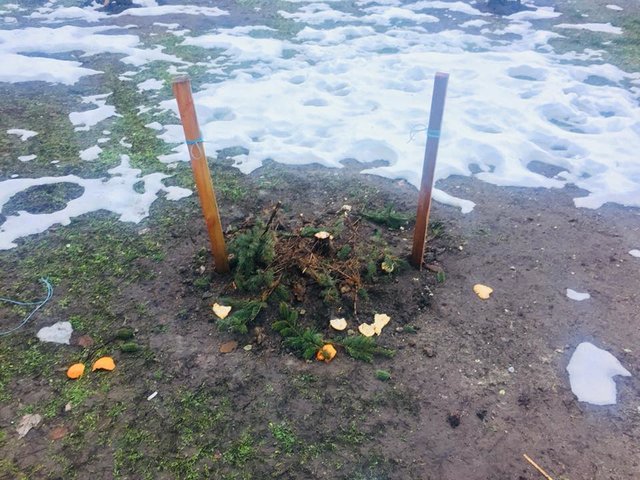 Определяйте по запаху: в Киеве вандалы воруют елки из парков и продают их на рынках (фото)