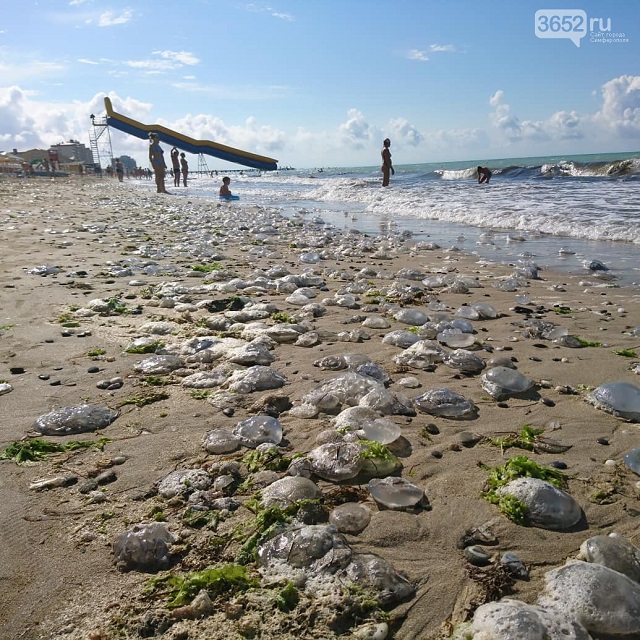 "Вместо моря кисель": пляжи Крыма атаковала "армия" медуз (фото)