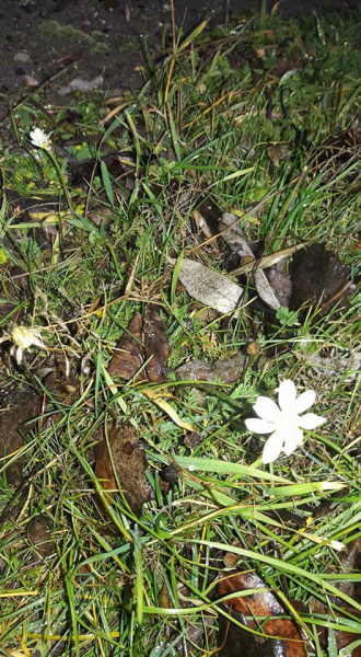 Весна посреди зимы: в Мелитополе зацвели сирень и ромашки