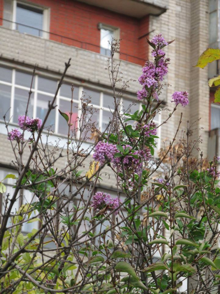 Весна посреди зимы: в Мелитополе зацвели сирень и ромашки