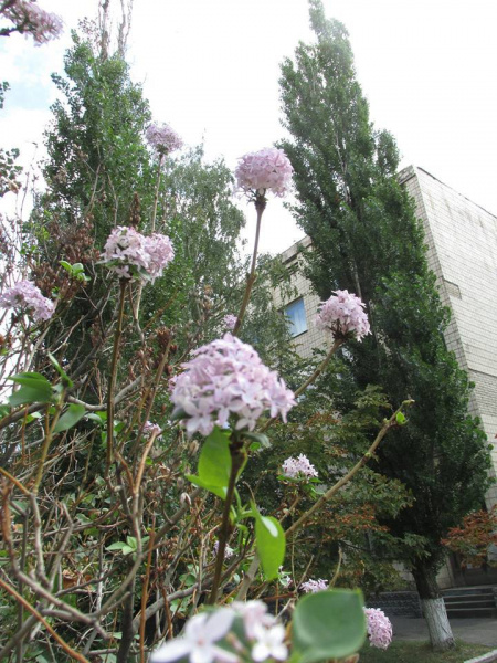 Весна посреди зимы: в Мелитополе зацвели сирень и ромашки