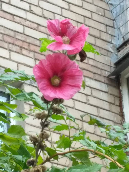 Весна посреди зимы: в Мелитополе зацвели сирень и ромашки