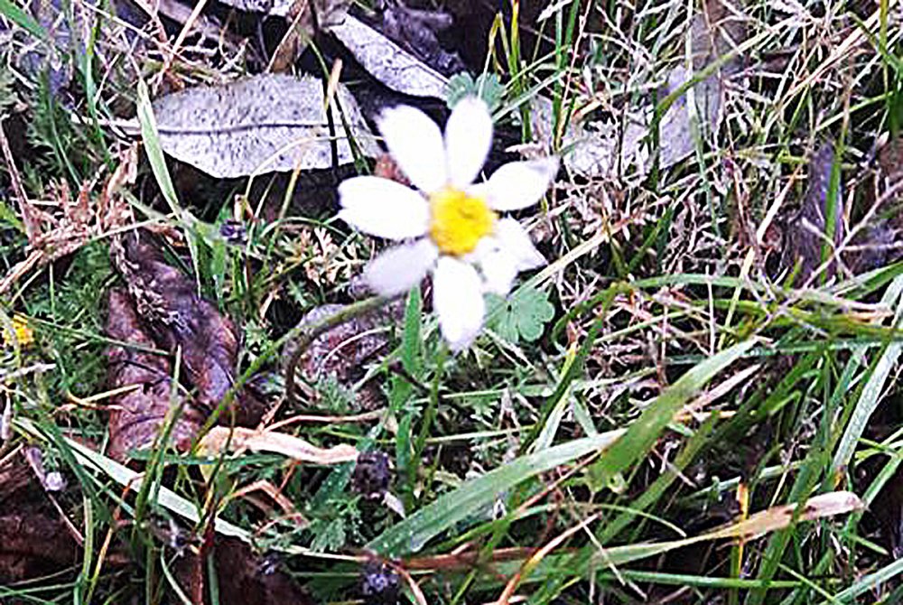 Весна посреди зимы: в Мелитополе зацвели сирень и ромашки