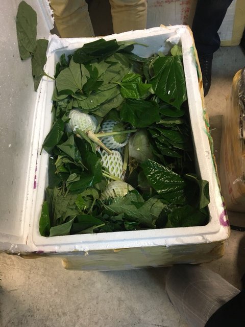 Екзотичні фрукти в багажі: у аеропорту Борисполя "завернули" в'єтнамця