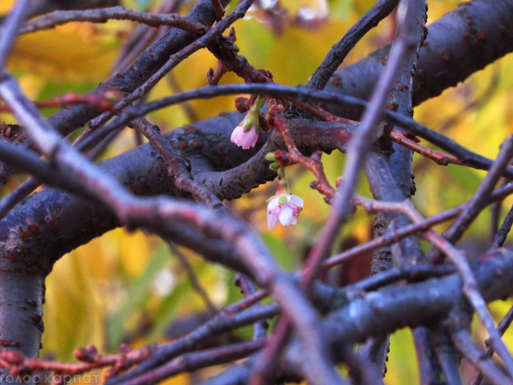 Снова весна: в Мукачево в ноябре зацвела сакура