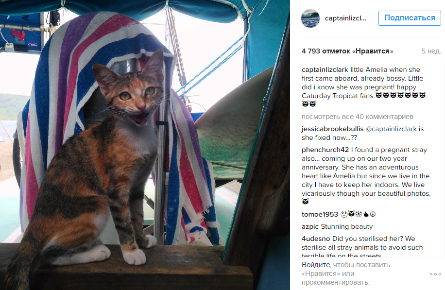 Кішка стала зіркою Instagram завдяки морським подорожам