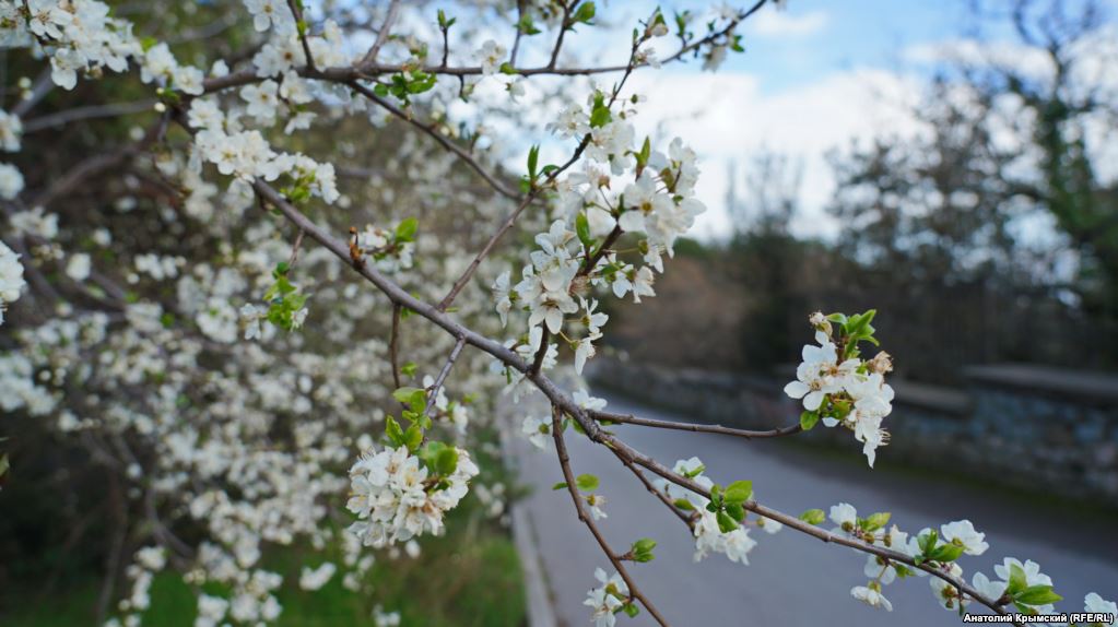 "Алыча в цвету и первые пляжники": в сети показали фотографии весеннего Крыма