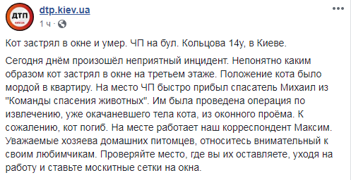 "Не оставляйте без присмотра": в Киеве кот погиб, застряв в окне (фото, видео)