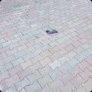 В Одесі розстріляли зграю голубів