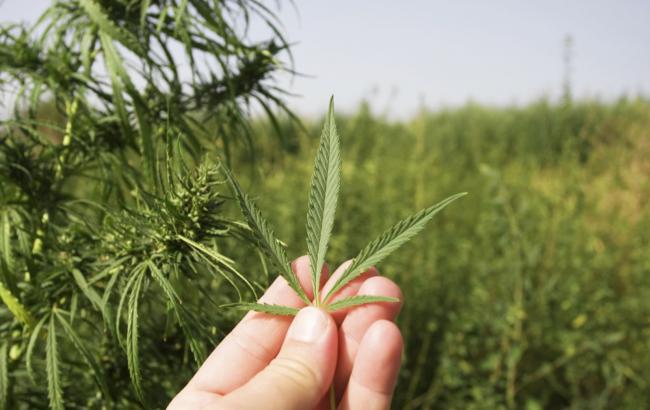 Легализация каннабиса: украинцам рассказали о плюсах и минусах