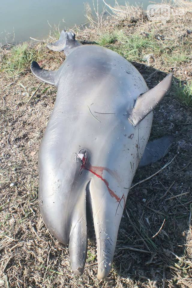 В Одесской области нашли мертвого дельфина (фото)