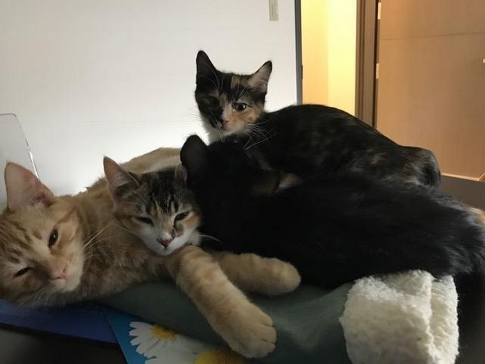 Кот-медбрат помогает пациентам клиники справиться со стрессом