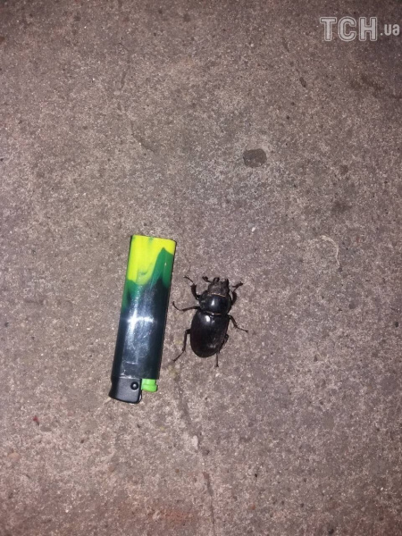 "Ходимо з мухобойками": жуки в Хмельницькій області перетворили життя селян на пекло