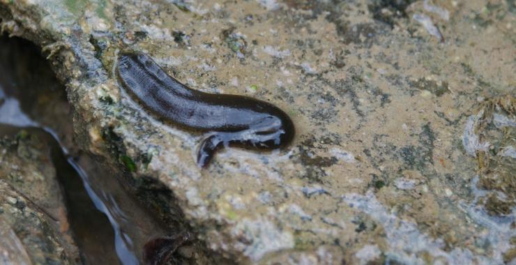 Українські зоологи розповіли про відкриття нового виду тварин (фото)