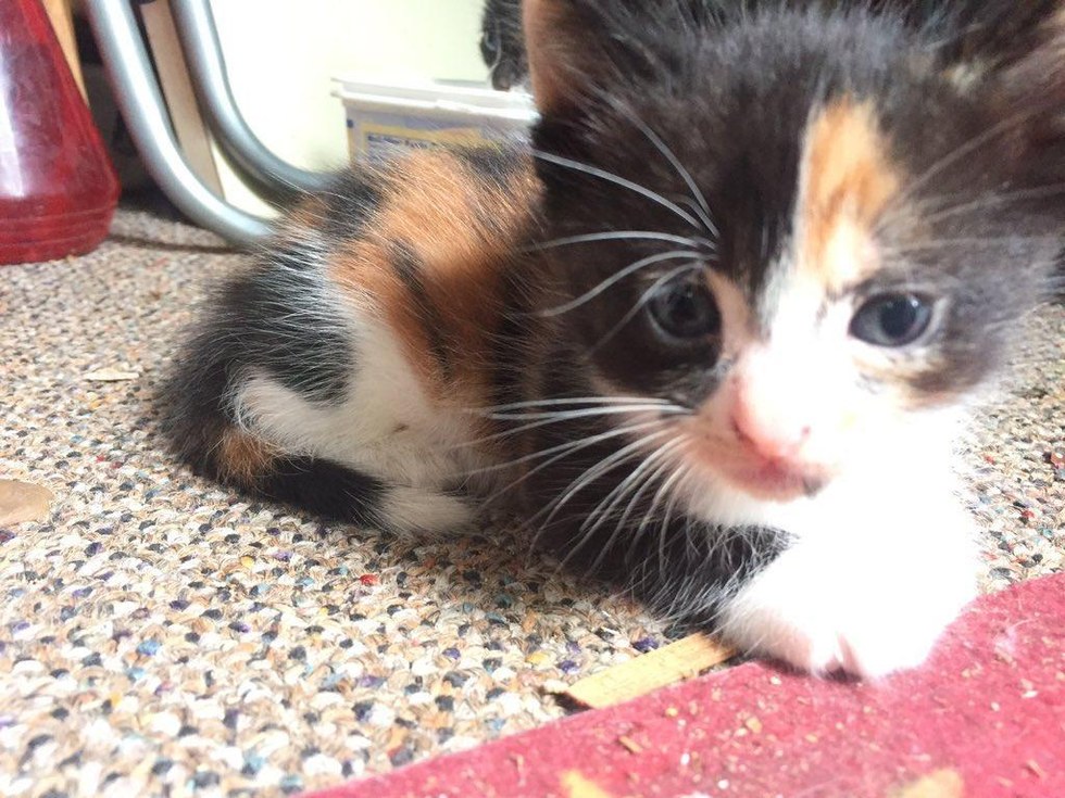 85-летний пенсионер приютил беременную кошку, обманув свою жену