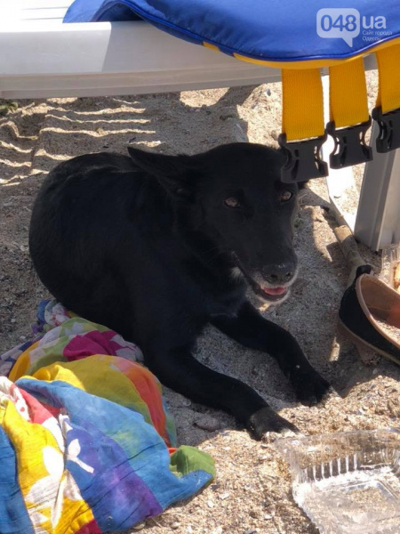 "С места не двигается": в Одессе появился Хатико (фото)