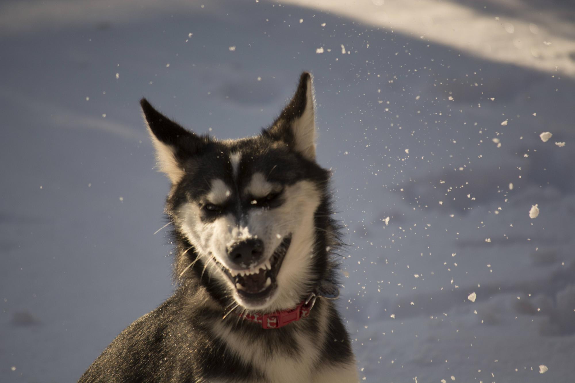 Эти собаки-улыбаки сделают ваше утро (реальные фото)