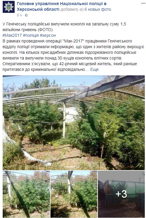 Житель Херсонской области вырастил элитной конопли на ₴1,5 миллиона