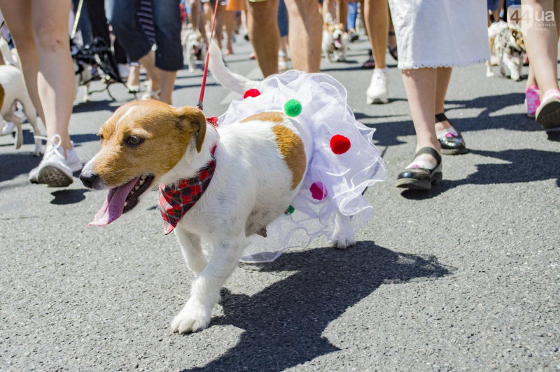 У Києві пройшов парад собак породи джек-рассел-тер'єр (фото)