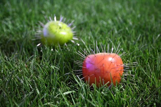 "Зараженные" яблоки. Аппетитные, но опасные для здоровья