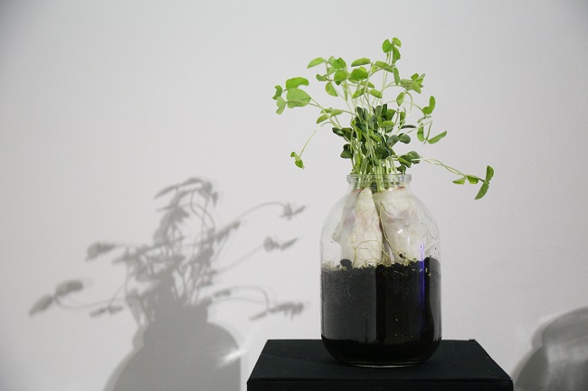 Земля Чернобыля 