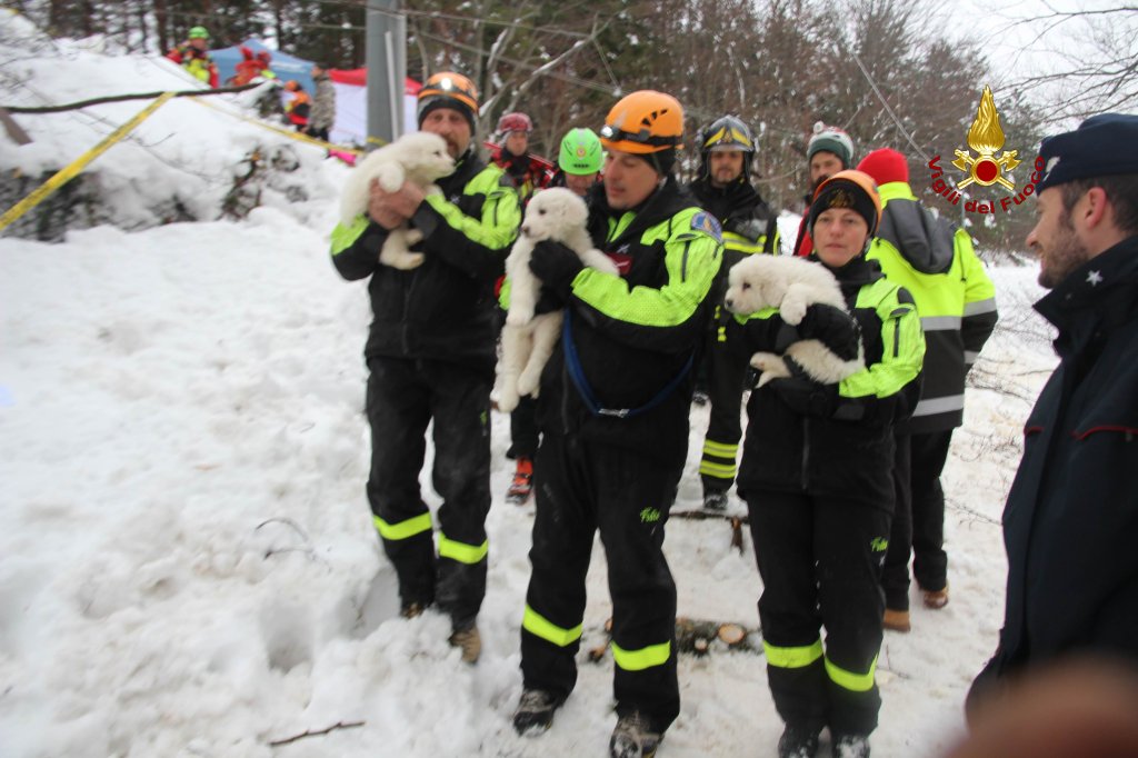 В Италии нашли щенков, попавших в снежную лавину
