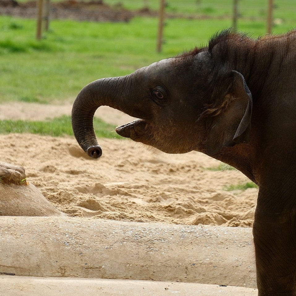 Елизавета II познакомилась с тезкой - 8-месячным слоненком