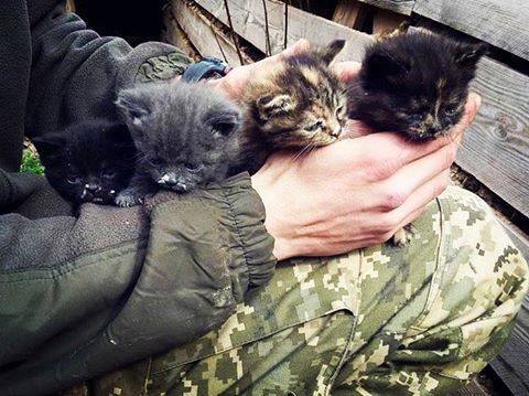 Пушистые патриоты Украины, которые поразили весь мир (фото)