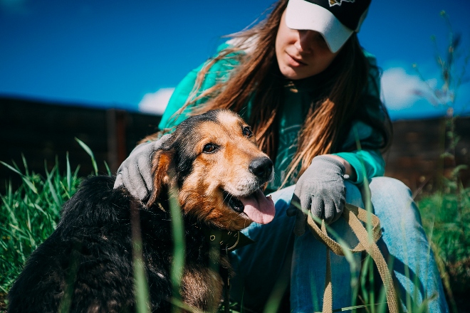 Волонтеры ищут хозяина для пса-дворянина