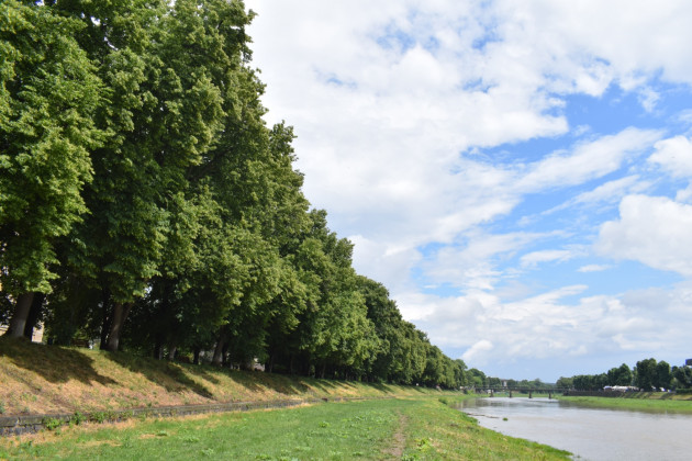 В Украине зацвела самая длинная липовая аллея в Европе (фото)