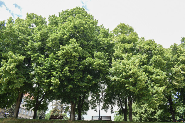 В Украине зацвела самая длинная липовая аллея в Европе (фото)