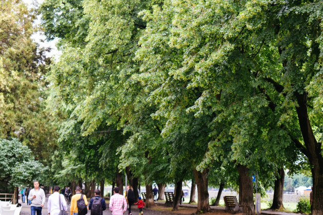 В Украине зацвела самая длинная липовая аллея в Европе (фото)