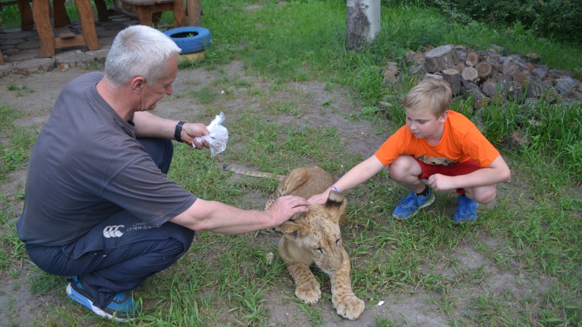 львенок Царь