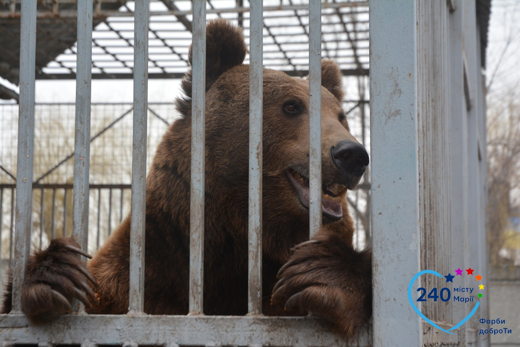 В Мариуполе спасли застрявшего в автомобильной шине медведя Потапа (фото)