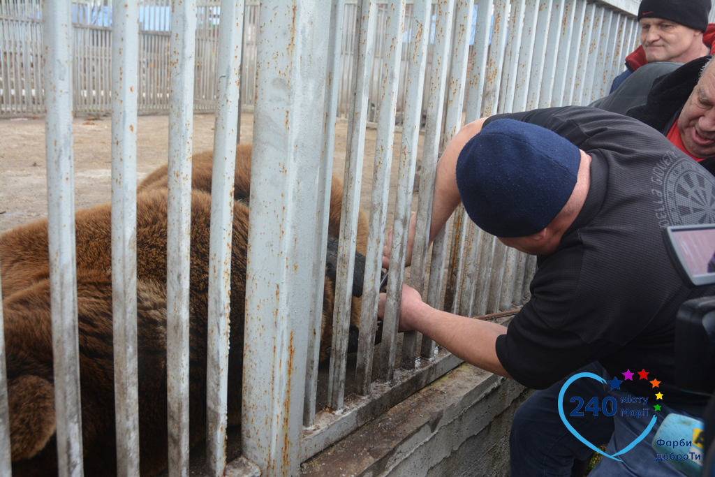 В Мариуполе спасли застрявшего в автомобильной шине медведя Потапа (фото)