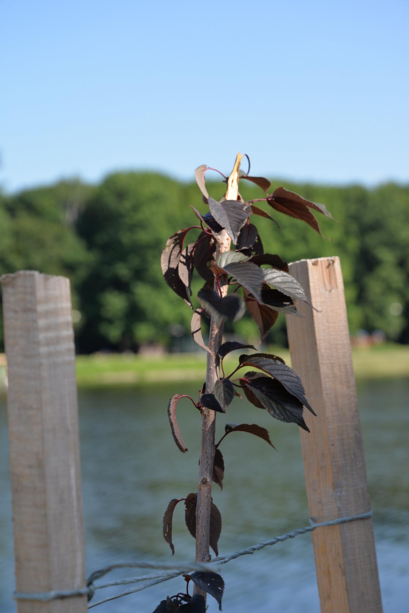 В Коломые вандалы уничтожили аллею сакур