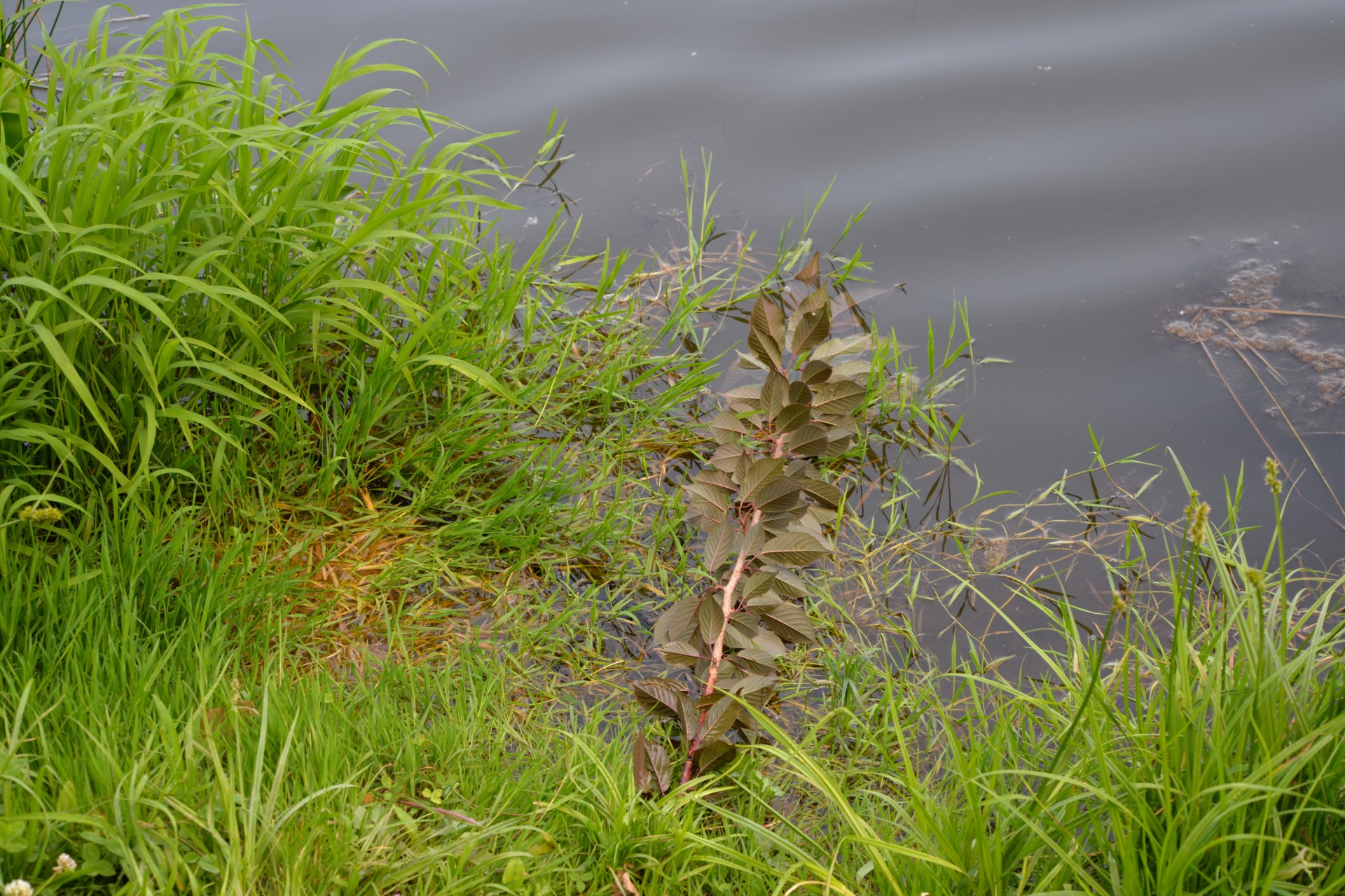 В Коломые вандалы уничтожили аллею сакур