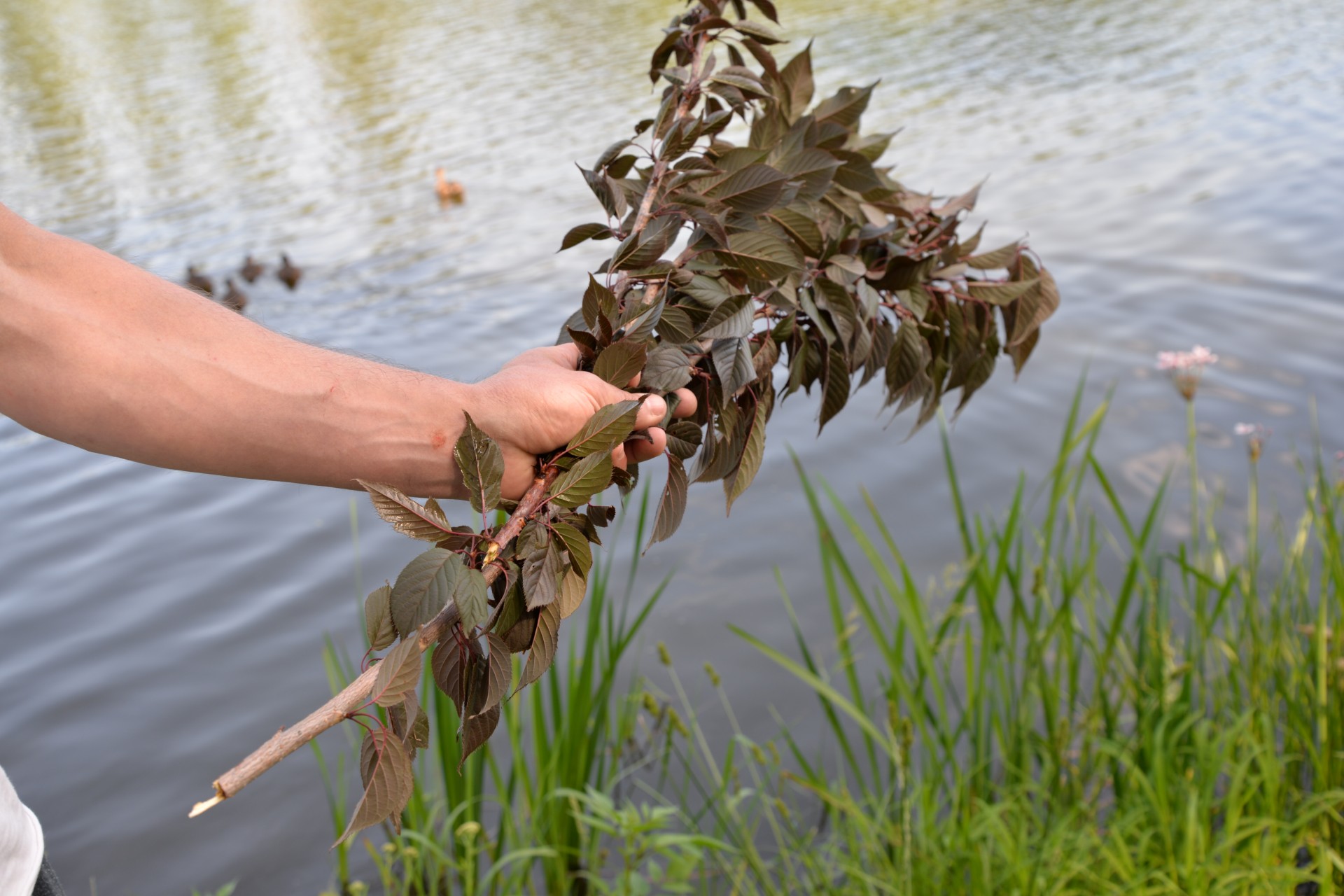 В Коломые вандалы уничтожили аллею сакур