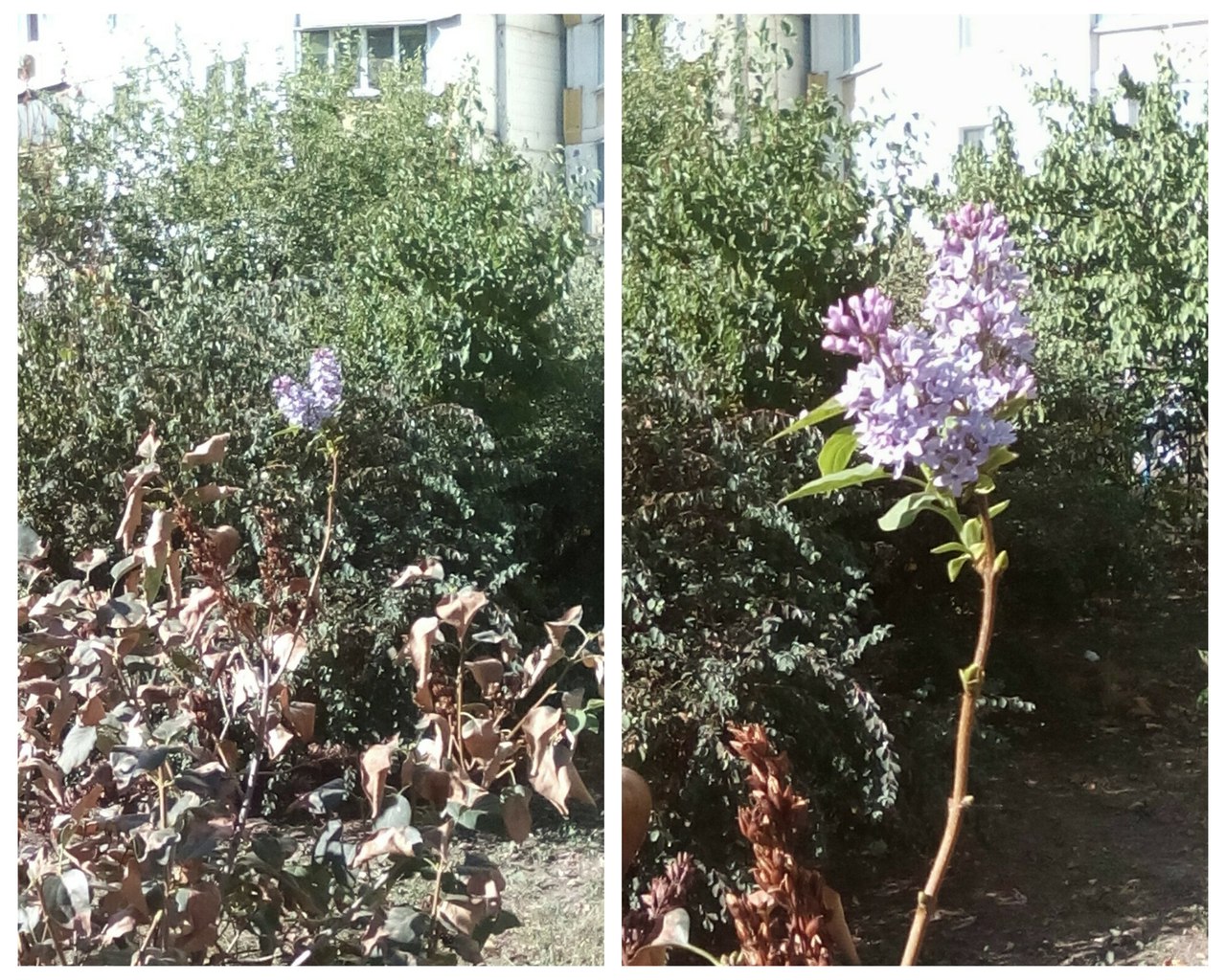 Осень не помеха: на Троещине зацвела сирень