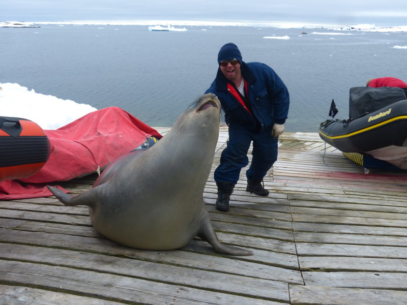 Украинские полярники обнаружили в своей лодке морского слона (фото)