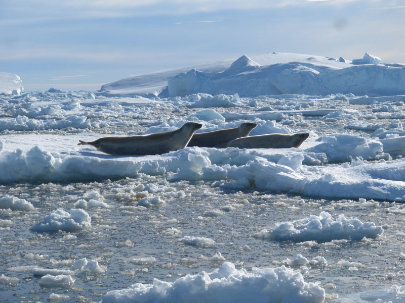 Украинские полярники обнаружили в своей лодке морского слона (фото)