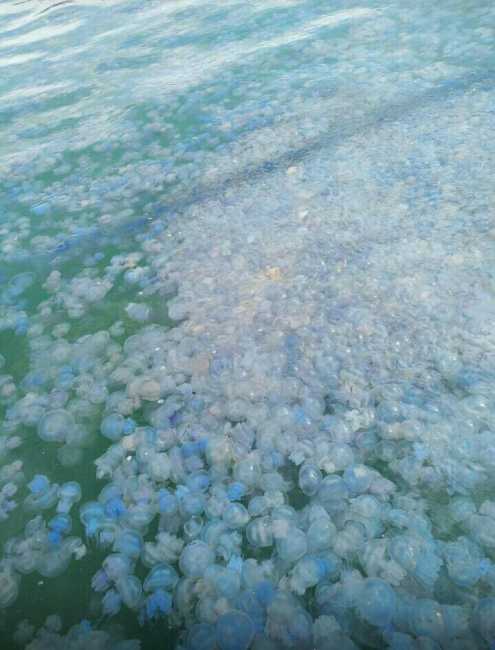 Вместо туристов: в сети показали свежие фото из Крыма