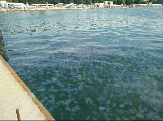 Вместо туристов: в сети показали свежие фото из Крыма