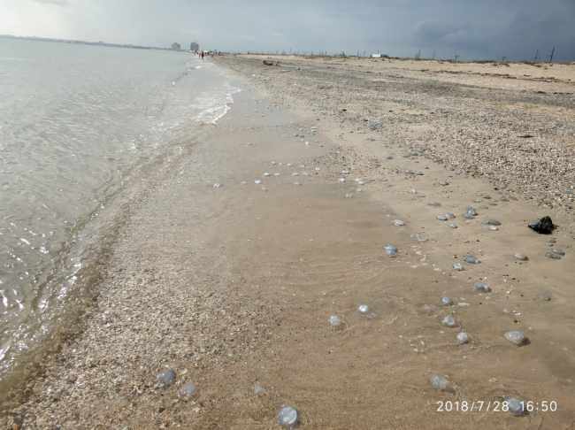 Вместо туристов: в сети показали свежие фото из Крыма